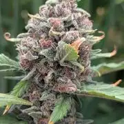 Purple Lemonade Auto Fast Buds Outdoor