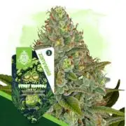 Eternity Grow Cup  Sticky Broccoli Auto