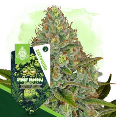 Eternity Grow Cup  Sticky Broccoli Auto