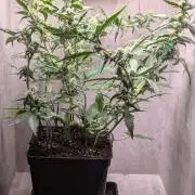 Hindu Kush Auto Sensi Seeds