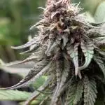 Tropicana Cookies FF Fast Buds