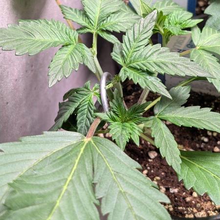 Sundae Frost