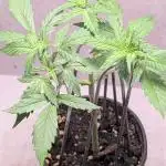 Hindu Kush Auto Sensi Seeds