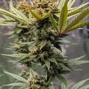 The Gassy One Super Sativa Seed Club