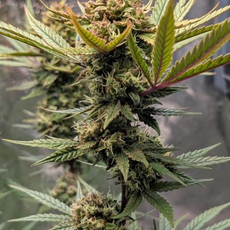 The Gassy One Super Sativa Seed Club