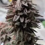 Tropicana Cookies FF Fast Buds