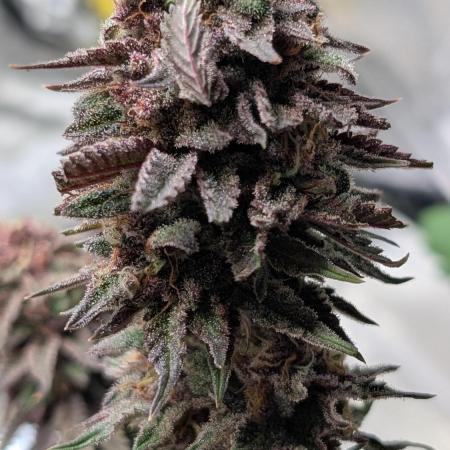Tropicana Cookies FF Fast Buds