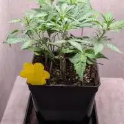 Permanent Jealousy XL Auto Sweet Seeds