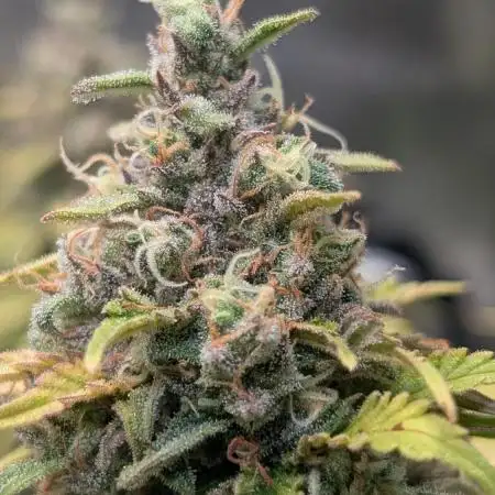 Orange Sherbet FF Fast Buds