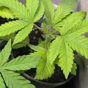 Super Boof Weed Seed Shop