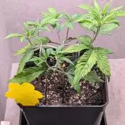 Permanent Jealousy XL Auto Sweet Seeds