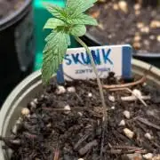 Auto Super Skunk - Sensible Seeds