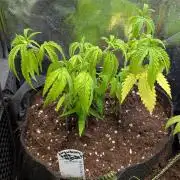 Strawberry Cola Sherbet F1 Sweet Seeds