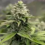 Mental Rainbow F1 Sweet Seeds