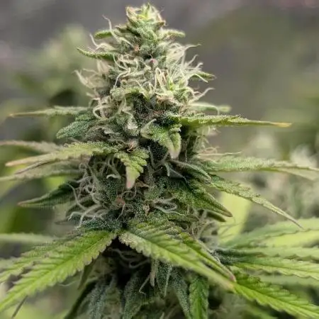 Mental Rainbow F1 Sweet Seeds