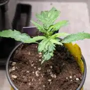 Eternity Grow Cup  Sticky Broccoli Auto