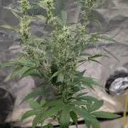 Toffee Pudding Auto Anesia Seeds