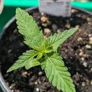 Papaya Cookies Auto Fast Buds