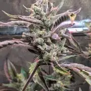 Papaya Cookies Auto Fast Buds