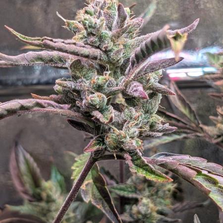 Papaya Cookies Auto Fast Buds