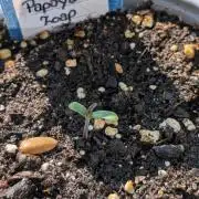 Diablo Rojo XL Auto - Sweet Seeds