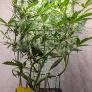 Permanent Jealousy XL Auto Sweet Seeds