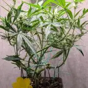 Permanent Jealousy XL Auto Sweet Seeds