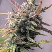 Permanent Jealousy XL Auto Sweet Seeds