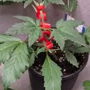 Sundae Frost