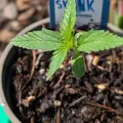 Auto Super Skunk - Sensible Seeds