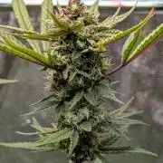 The Gassy One Super Sativa Seed Club