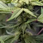The Gassy One Super Sativa Seed Club