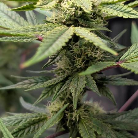 The Gassy One Super Sativa Seed Club