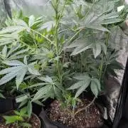 Glue Prom Walipini Seeds