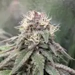 Tropicana Cookies FF Fast Buds