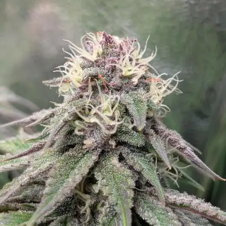Tropicana Cookies FF Fast Buds