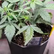 Mango Cherry Runtz