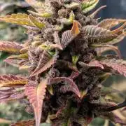 Diablo Rojo XL Auto - Sweet Seeds