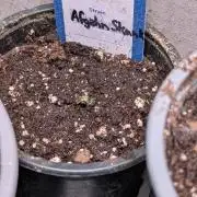 Afgahn Skunk Expert Seeds