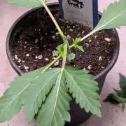 Sundae Frost