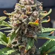 Purple Lemonade Auto Fast Buds Outdoor