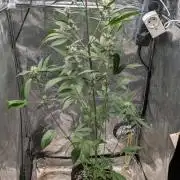 Papaya Cookies Auto Fast Buds