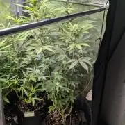 Glue Prom Walipini Seeds