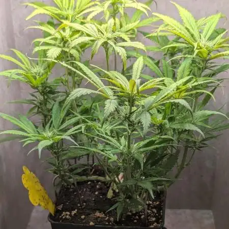 Skunk Auto Fast Buds Mini Grow