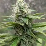 Mental Rainbow F1 Sweet Seeds