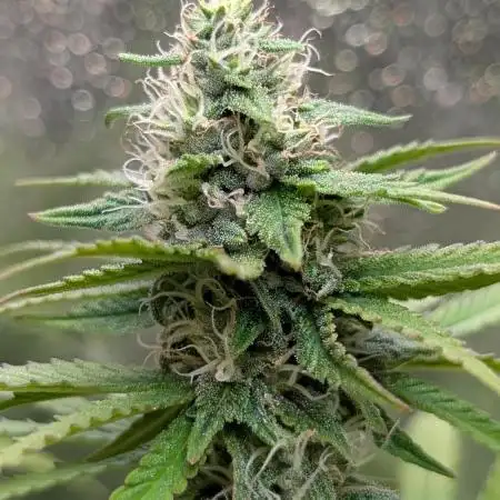 Mental Rainbow F1 Sweet Seeds