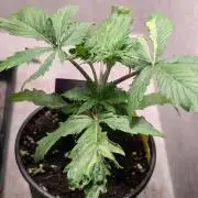 Eternity Grow Cup  Sticky Broccoli Auto