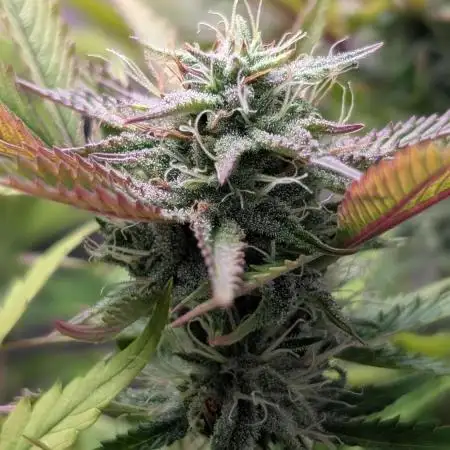 Skunk Auto Fast Buds Mini Grow