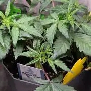 Mango Cherry Runtz