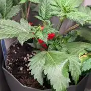 Sundae Frost